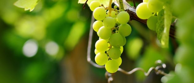 grapes-2673874_960_720